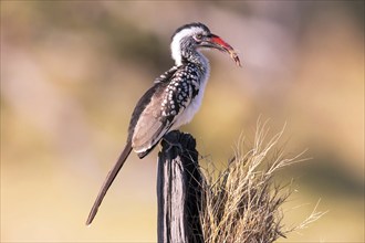 Africa, Botswana, Red-billed Hornbill, Tockus Erithrorhynchus, Botswana, Botswana, Africa