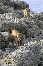 Cougar (Felis concolor patagonica) wbl. Torres del Paine NP, Chile, Torres del Paine NP, South