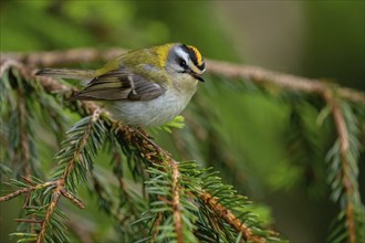 Goldcrest, Regulus ignicapillus, Luce, Mountain area, Luce, Styria, Slovenia, Europe