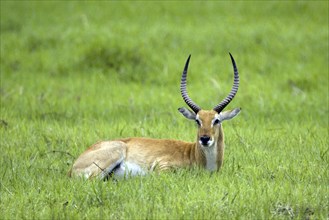 Marsh antelope, (Kobus leche) buck resting, Mahango NP, Caprivi, Namibia, Africa