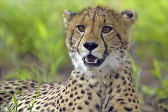 Young cheetah (Acinonyx jubatus), Cheetah, young male in the Kalahari South Africa Portrait