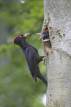 A black woodpecker feeding its young at the breeding den, (Dryocopus martius), Federal Republic of