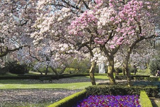 Magnolia, Magnolia, GRUGA, Essen, Germany, Europe