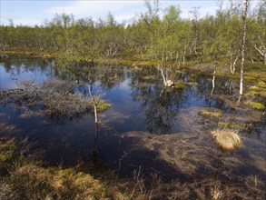 Bogland, with Hairy Birch (Betula pubescens) trees, beside Pokka, May, Finnish Lapland