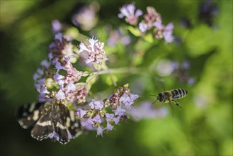 A bee flies next to a flower on which a butterfly is sitting. Hell, 21.07.2024