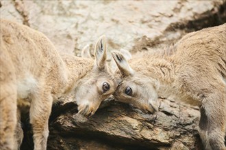 Alpine ibex (Capra ibex) youngsters argiung, portrait, wildlife Park Aurach near Kitzbuehl,