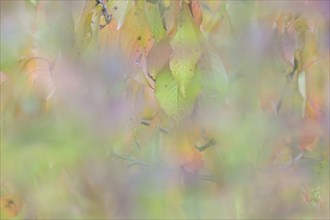 Colourful autumn leaves, wild cherry (Prunus avium), impressionistic, Moselle,