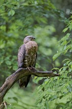 European honey buzzard (Pernis apivorus), Bavaria, Germany, Europe