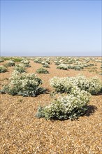 plant, Sea Kale (Crambe maritima), in flower on beach at Shingle Street, Suffolk, England, UK