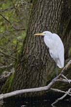 Great egret (Ardea alba), Lower Saxony, Germany, Europe