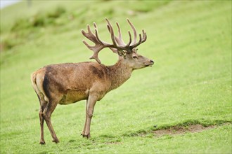 Red deer (Cervus elaphus) stag standing on a meadow in the mountains in tirol, Kitzbühel, Wildpark