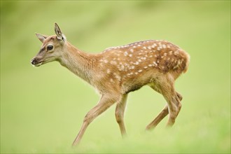 Red deer (Cervus elaphus) fawn walking on a meadow in the mountains in tirol, Kitzbühel, Wildpark