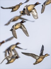 Eurasian Teal, Anas crecca, birds in flight over marshes