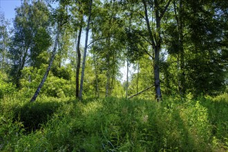 Moor adventure trail, nature conservation centre, Pfrunger-Burgweiler Ried nature reserve,