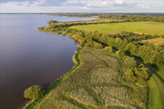 Aerial view of Lake Dümmer, nature reserve, reeds, shore, Ochsenmoor, Hüde, Lower Saxony, Germany,