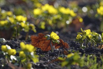 Winter aconites (Eranthis hyemalis), January, Saxony, Germany, Europe