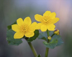 Marsh marigold in wet meadow, Duemmer See, Lembruch, Lower Saxony, Germany, Europe