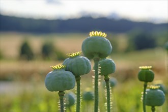 Poppy, (Papaver somniferum), poppy capsule, poppy field, Waldviertel grey poppy, poppy village