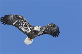 Juvenile bald eagle (Haliaeetus leucocephalus) flying under a blue sky. Region of Lanaudiere.