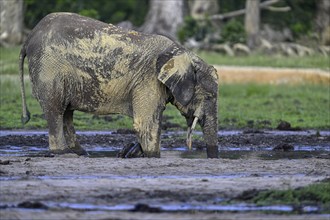 African forest elephant (Loxodonta cyclotis) in the Dzanga Bai forest clearing, Dzanga-Ndoki