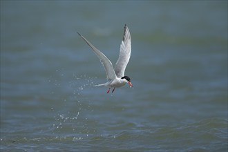 Common tern (Sterna hirundo) adult bird emerging from the sea with a fish in its beak, Suffolk,