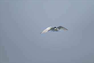 Little tern (Sternula albifrons) adult bird hovering in flight, Suffolk, England, United Kingdom,