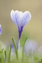 Flowering crocus (Crocus spec.) in spring, North Rhine-Westphalia, Germany, Europe