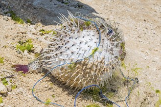 Pufferfish (Tetradontidae) on the beach, fish, food, travel, long-distance, single, catch, fishing,