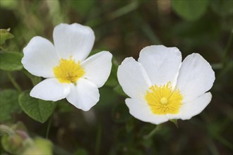 Sage-leaved rockrose (Cistus salviifolius), flowers, Provence, southern France