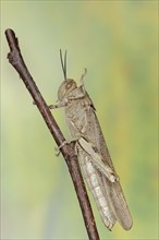 Egyptian locust (Anacridium aegyptium), Camargue, Provence, southern France