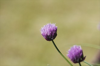 Chive (Allium schoenoprasum), in bloom, North Rhine-Westphalia, Germany, Europe