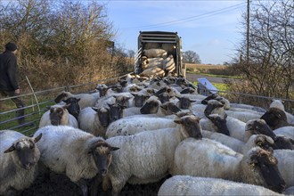 Shepherd loading into the double-decker cattle trailer, Mecklenburg-Vorpommern, Germany, Europe