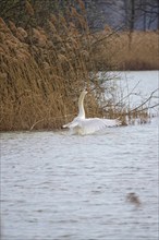 Mute swan, March, Lusatia, Saxony, Germany, Europe