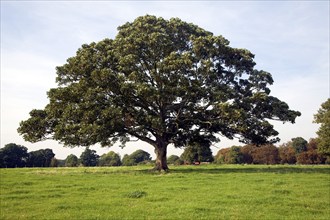 Sycamore tree in grassy field, Shottisham, Suffolk, England, UK