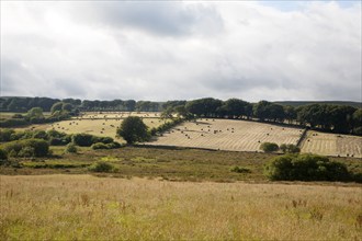 Straw bales in arable fields farming landscape Dartmoor national park, near Postbridge, Devon,