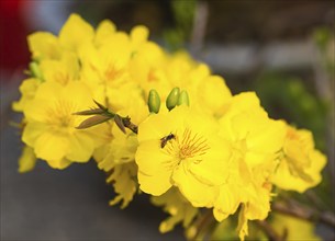 Flowering branch of yellow apricot with young leaves, Vietnam, Asia