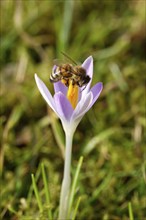 Crocus blossom with a bee, February, Germany, Europe