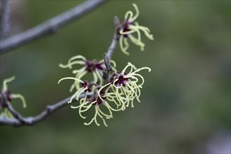 Witch-hazel (Hamamelis), February, Germany, Europe