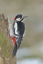 Great spotted woodpecker (Dendrocopos major), male, sitting attentively on dead wood, Wilnsdorf,