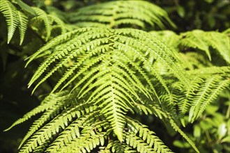 Ornamental fern leaves in the botanical garden