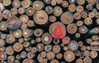 Pile of wood in the forest, Berlin suburbs, Germany, Europe