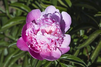 Pink peony flower in a botanical garden