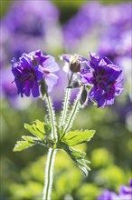 Blooming geraniums in the garden in summer