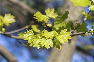 Young green leaves of maple in spring