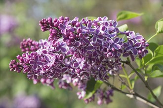 Blooming lilac in the botanical garden in spring