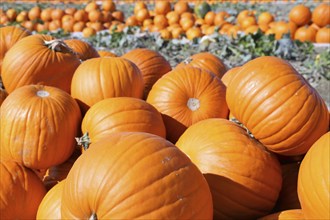 Pumpkins, pumpkin patch