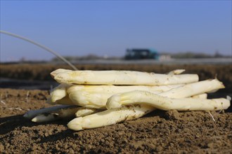 Agriculture asparagus harvest in a field near Mutterstadt, Rhineland-Palatinate