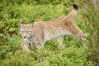 Eurasian lynx (Lynx lynx) walking through the forest, Bavaria, Germany, Europe