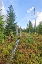 Vegetation with Norway spruce (Picea abies) and colored European blueberry (Vaccinium myrtillus) on