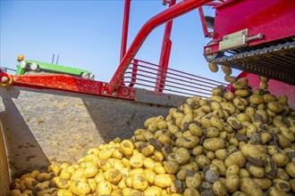 Farmer Hartmut Magin from Mutterstadt harvesting early potatoes in the Palatinate (Mutterstadt,